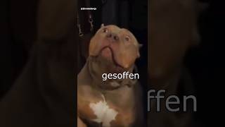 Die Dawgs haben gesoffen #lustig #witzig #funny #tiere #animals #meme #lachen #happy #2homiedawgs