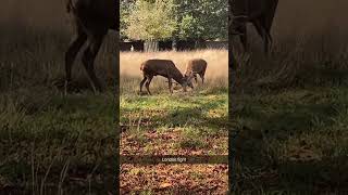 Deer Fight!!! #shorts #funny #animals #nature