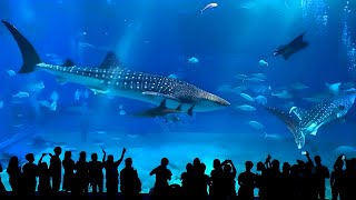 Worlds 2nd Largest Aquarium - Sea Aquarium Singapore