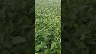 Soybeans 19