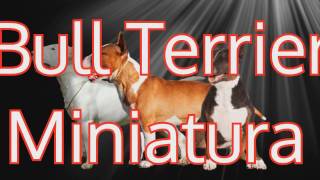 BULL TERRIER MINIATURA #Razas de #perros