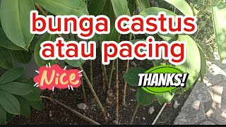 review bunga castus atau pacing subur dan banyak bibit pohon