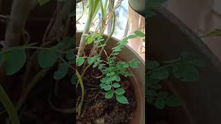 How to Grow Star fruit or Carambola plant from seed