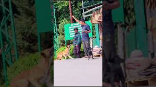 Training dogs in Elephant falls Shillong, Meghalaya