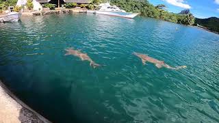 Requins à Moorea