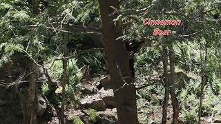 Cinnamon Bear, Parc Omega