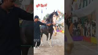 واہ گھوڑا واہ  || Wah ghora wah || Only horse dance