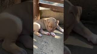 AMERICAN PITBULL PUPPIES SALE  BANGLORE#dogsales #dogsalebanglore #pitbullsale #puppiesale#petvideos