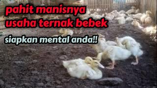 pahit manisnya ternak bebek || siapkan mental anda kawan!!