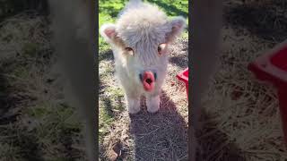 cute animals #funny #crazycow #funnyanimal #ytviral #funnyfarmanimal #funnyvideo #crazycowlovers