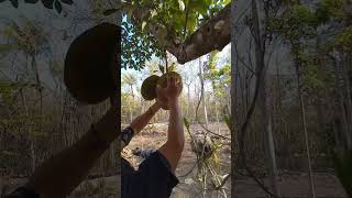 Panen Nangka depan Rumah