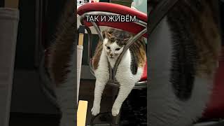 Мемы от SHUMA NUMA #cat #funny #memes