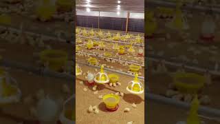 Broiler chicken ground farming