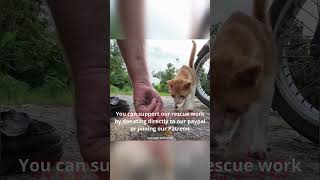 Lovely Cat with a broken paw found by drone #kittenrescue #straycatrescue #indonesia