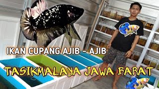 IKAN CUPANG DI TASIKMALAYA