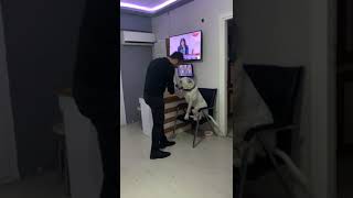 dogo arjantino cinsi köpekleri tanıyalım #merhaba #nasılsın