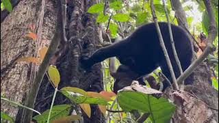 Tenom living her best life in the forest