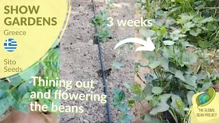 Flowering of the White-Eyed Cowpeas (August) – Nikos Dompazis 🇬🇷 #2 Global Bean Show Gardens