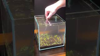 Putting plants in a nano freshwater aquarium