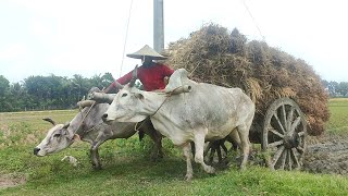 Bullock carriage cart accident with full load // Stuck with loaded paddy // Village Agriculture