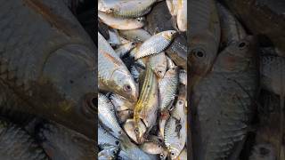 Wow! Amazing Original Deshi Fish #fishing #deshi_fish #catch_fish #shorts