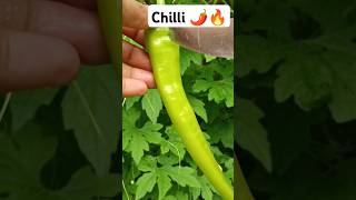 Vegetable Gardening 🌶️🥒🥦🫑🌽 #gardening #garden #chilli #vegetablescutting #organic @Food-home14G