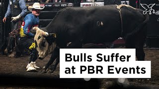 PBR Torments Bulls for Entertainment