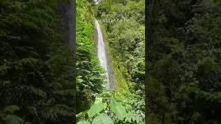 【今日のハワイ】マノアの滝から癒しのパワーお届けします Manoa Falls  #shorts Vol.26