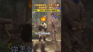 大熊猫被训后“生气”叉腰，和饲养员“理论”