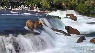 Bears On Katmai national park #bear #animals #animalslife #animalsworld