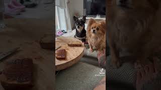 Hungry chihuahuas ❤️ #chihuahua #cutedogvideos #funnydogvideos