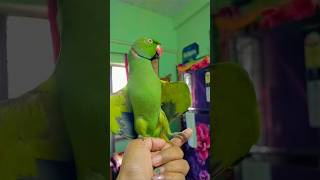 #parrot#birds#parrottalking#parrotlover#cute#ytshorts