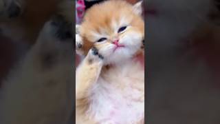 KUCING CILIK #shorts #trending #viral