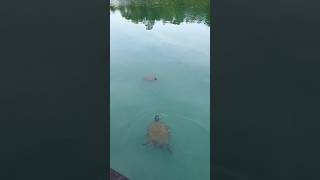 Turtle dance 💃 🐢 #youtubeshorts #adventure #nature #peace #serene #beautiful #pond