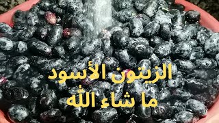 شوفوا ما شاء الله هالزيتون و شوفوا شو عملت فيهم #زيتون #اسود