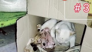 CARA KUCING KAMPUNG BERANAK