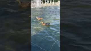 Duck #shortvideo