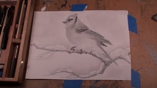 Drawing some Birds