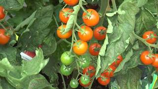 Tomato Production at Mr Fothergill's