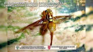 Южноамериканская плодовая муха (Anastrepha grandis (Macquart))