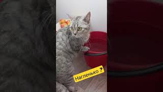 Нагленько так пить прямо из ведра? #смешныекошки #кошкаириска