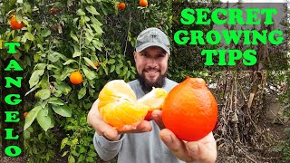 Tangelo Growing Tips | Taste Review