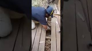 Armadillo Removal from Porch | Armadillo in Athens, GA | Critter Control