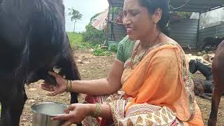 Process of goat milking by hands 🥰