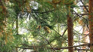 Желтоголовый Королёк / Goldcrest