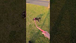 Miniature Schnauzer Sniffing Grass