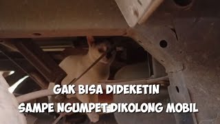 Jurnal Kucing #52 - Gak Bisa Dideketin. Kasian Kucing Ganteng di Rel Kereta Matanya Sakit Sebelah