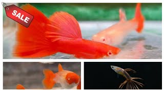 Imported Guppies for sale | Full red, Albino Koi and Galaxy crowntial #shorts