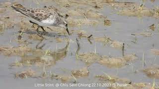 Little Stint & Long toed Stint @ Chiu S C DSCN7213