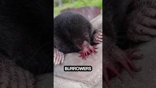 Star Nosed Mole in Found North America #wildanimals #wildlife #wild #nature #shorts